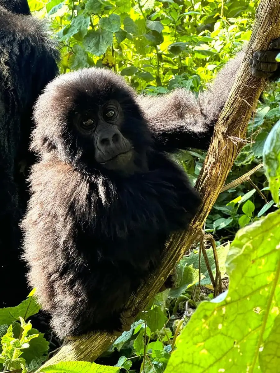  Our guests from the USA experienced gorilla trekking in Rwanda before continuing to a migration safari across Kenya, Tanzania, and Zanzibar. Here are moments with a gorilla troop and interactions with locals in Rwanda.